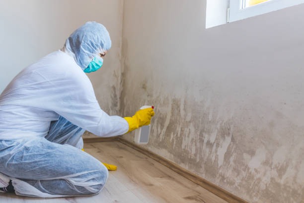 Licensed Mold Remediation service in Wellington, CO - WQB Mold Removal