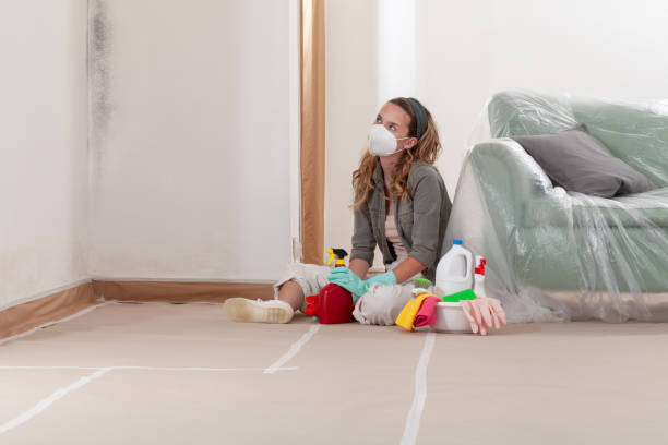 Reliable Mold Remediation contractor in Wellington, CO by WQB Mold Removal